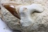 TOP ! OTODUS OBLIQUUS - Ypresien - Oued Zem, Maroc
