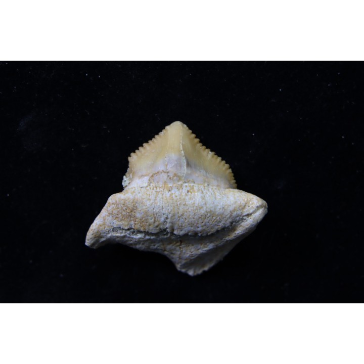 dent de requin: SQUALICORAX PRISTODONTUS - Maestrichtien - Oued Zem, Khouribga, MAROC