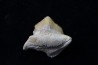 shark tooth: SQUALICORAX PRISTODONTUS - Maastrichtian - Oued Zem, Khouribga, Morocco