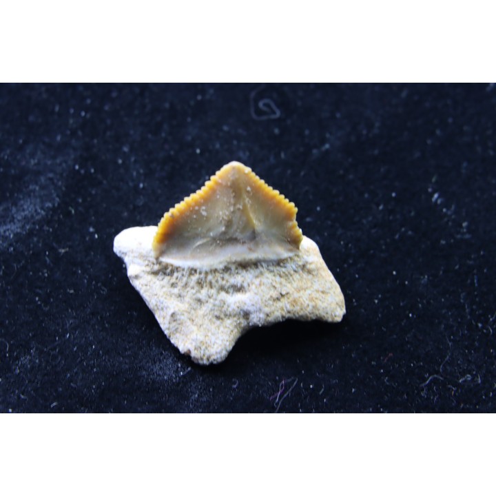 dent de requin: SQUALICORAX PRISTODONTUS - Maestrichtien - Oued Zem, Khouribga, MAROC