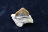 shark tooth: SQUALICORAX PRISTODONTUS - Maastrichtian - Oued Zem, Khouribga, Morocco