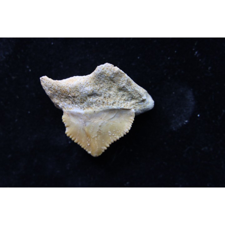dent de requin: SQUALICORAX PRISTODONTUS - Maestrichtien - Oued Zem, Khouribga, MAROC
