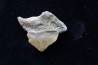 dent de requin: SQUALICORAX PRISTODONTUS - Maestrichtien - Oued Zem, Khouribga, MAROC