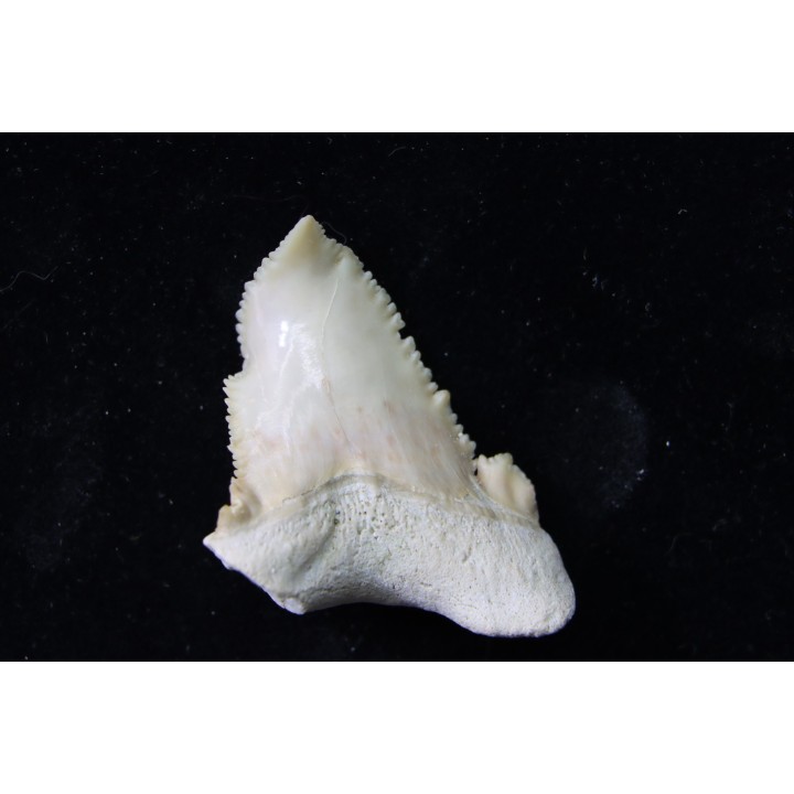 shark tooth: Palaeocarcharodon orientalis (pathologic) - Paleocene - Oued Zem, Khouribga, Morocco