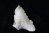 shark tooth: Palaeocarcharodon orientalis (pathologic) - Paleocene - Oued Zem, Khouribga, Morocco