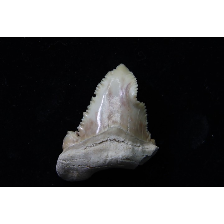 shark tooth: Palaeocarcharodon orientalis (pathologic) - Paleocene - Oued Zem, Khouribga, Morocco