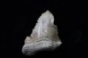dent de requin: Palaeocarcharodon orientalis (SINZOW, 1899) - Paléocène - Oued Zem, Khouribga, MAROC