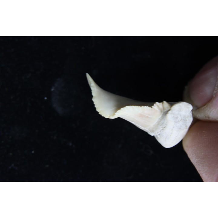 shark tooth: Palaeocarcharodon orientalis (pathologic) - Paleocene - Oued Zem, Khouribga, Morocco