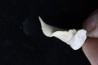 dent de requin: Palaeocarcharodon orientalis (SINZOW, 1899) - Paléocène - Oued Zem, Khouribga, MAROC