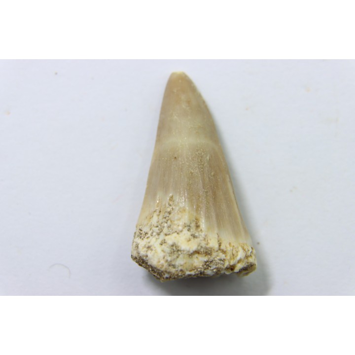 MOSASAURE tooth // Platecarpus ptychodon //Maestrichtian // Oued Zem - Morocco
