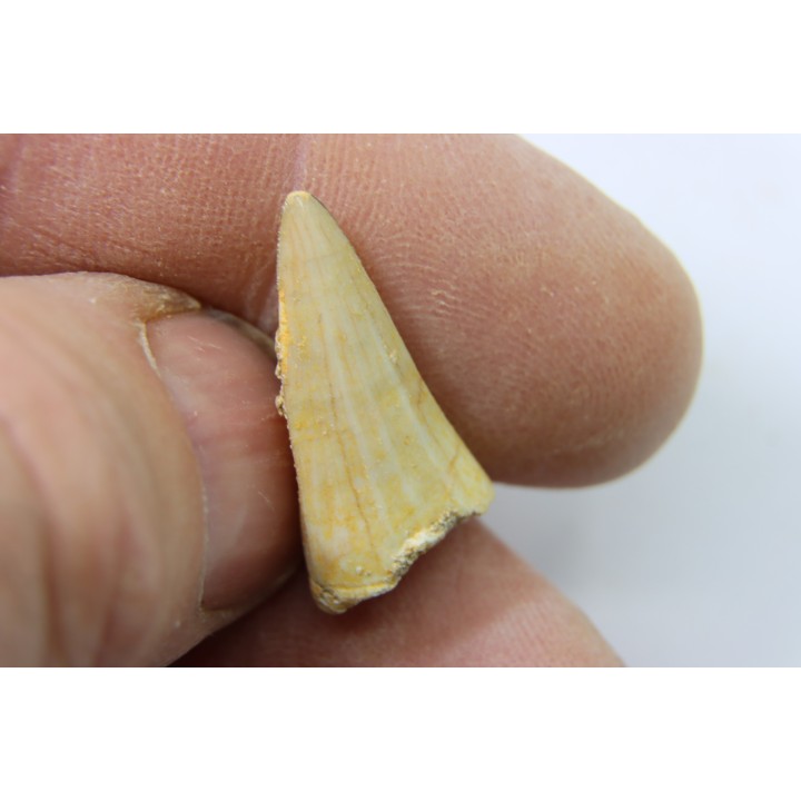 MOSASAURE tooth // Platecarpus ptychodon //Maestrichtian // Oued Zem - Morocco