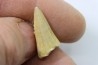 MOSASAURE tooth // Platecarpus ptychodon //Maestrichtian // Oued Zem - Morocco