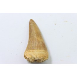MOSASAURE tooth // Platecarpus ptychodon //Maestrichtian // Oued Zem - Morocco