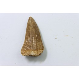 MOSASAURE tooth // Platecarpus ptychodon //Maestrichtian // Oued Zem - Morocco