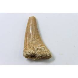 MOSASAURE tooth // Platecarpus ptychodon //Maestrichtian // Oued Zem - Morocco