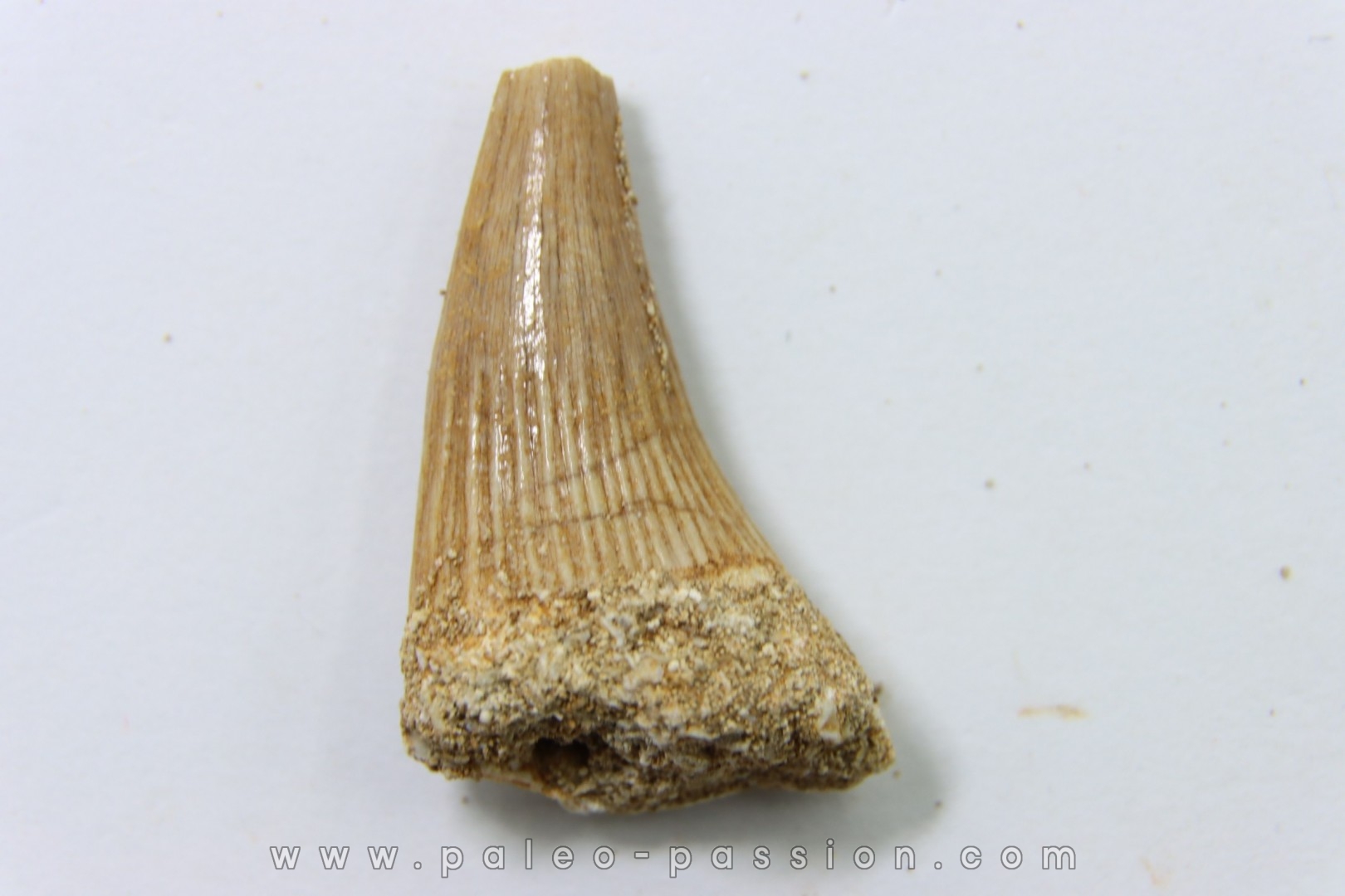 MOSASAURE tooth // Platecarpus ptychodon //Maestrichtian // Oued Zem - Morocco