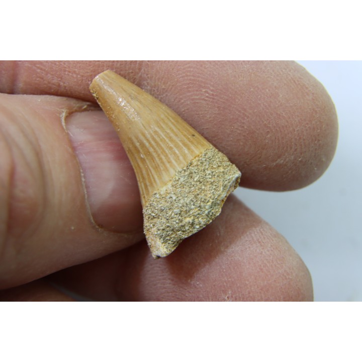 MOSASAURE tooth // Platecarpus ptychodon //Maestrichtian // Oued Zem - Morocco