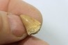 MOSASAURE tooth // Platecarpus ptychodon //Maestrichtian // Oued Zem - Morocco