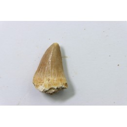 MOSASAURE tooth // Platecarpus ptychodon //Maestrichtian // Oued Zem - Morocco