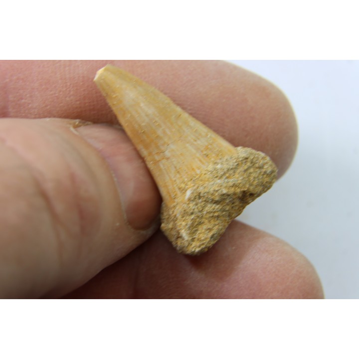 MOSASAURE tooth // Platecarpus ptychodon //Maestrichtian // Oued Zem - Morocco