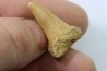 MOSASAURE tooth // Platecarpus ptychodon //Maestrichtian // Oued Zem - Morocco