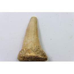 MOSASAURE tooth // Platecarpus ptychodon //Maestrichtian // Oued Zem - Morocco