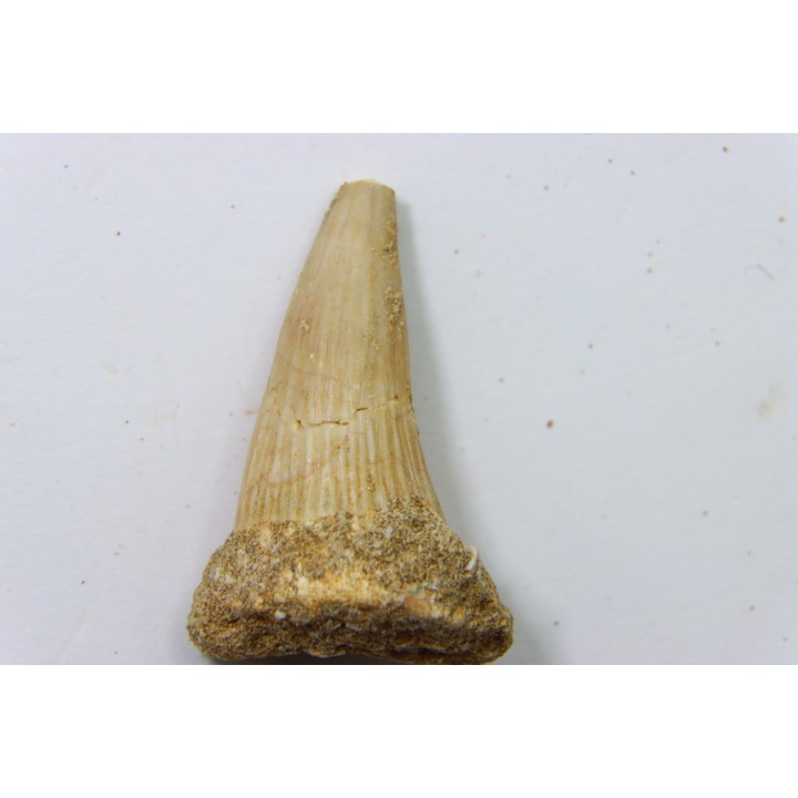 MOSASAURE tooth // Platecarpus ptychodon //Maestrichtian // Oued Zem - Morocco