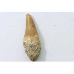 MOSASAURE tooth // Platecarpus ptychodon //Maestrichtian // Oued Zem - Morocco