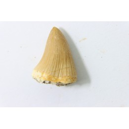 MOSASAURE tooth // Platecarpus ptychodon //Maestrichtian // Oued Zem - Morocco