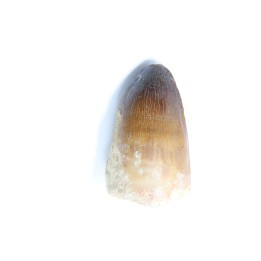 MOSASAURE tooth // Prognathodon Curii //Maestrichtian // Oued Zem - Morocco