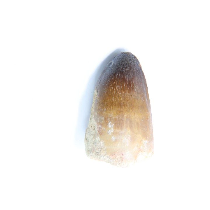 MOSASAURE tooth // Prognathodon Curii //Maestrichtian // Oued Zem - Morocco