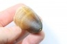MOSASAURE tooth // Prognathodon Curii //Maestrichtian // Oued Zem - Morocco