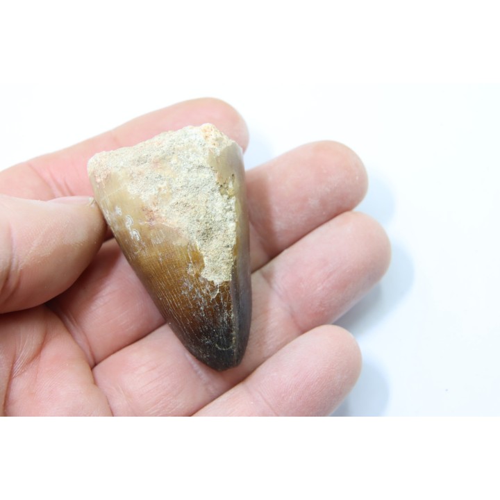 DENT DE MOSASAURE - Prognathodon Curii - Maestrichtien - Oued Zem, Maroc