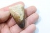 MOSASAURE tooth // Prognathodon Curii //Maestrichtian // Oued Zem - Morocco