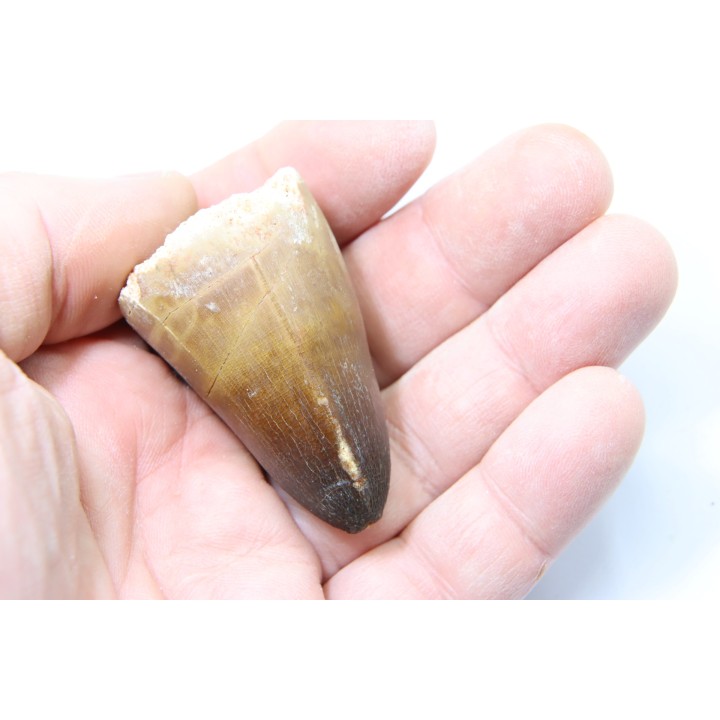 MOSASAURE tooth // Prognathodon Curii //Maestrichtian // Oued Zem - Morocco