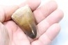 DENT DE MOSASAURE - Prognathodon Curii - Maestrichtien - Oued Zem, Maroc