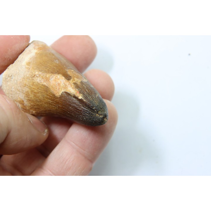 MOSASAURE tooth // Prognathodon Curii //Maestrichtian // Oued Zem - Morocco