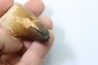 MOSASAURE tooth // Prognathodon Curii //Maestrichtian // Oued Zem - Morocco