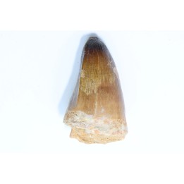 DENT DE MOSASAURE - Prognathodon Curii - Maestrichtien - Oued Zem, Maroc