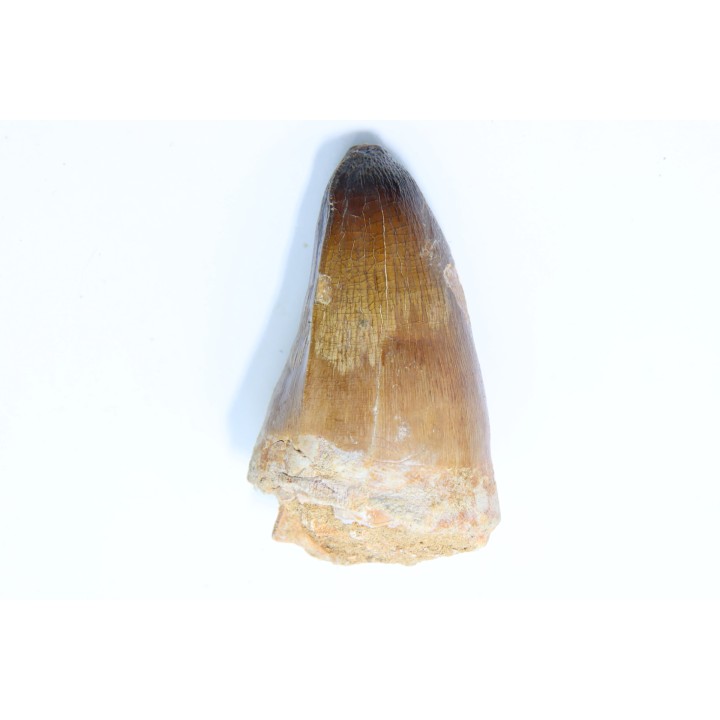 MOSASAURE tooth // Prognathodon Curii //Maestrichtian // Oued Zem - Morocco