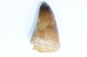MOSASAURE tooth // Prognathodon Curii //Maestrichtian // Oued Zem - Morocco