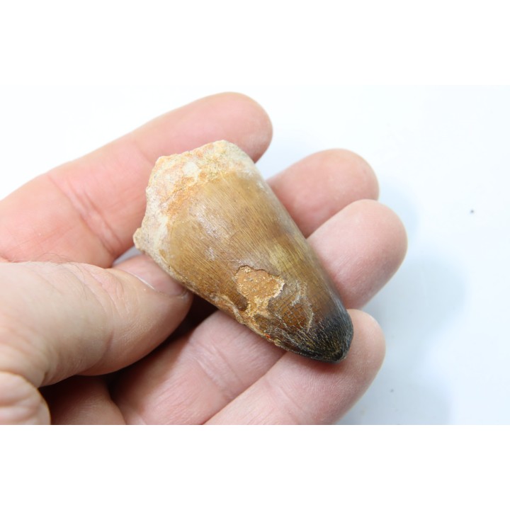 MOSASAURE tooth // Prognathodon Curii //Maestrichtian // Oued Zem - Morocco