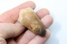 MOSASAURE tooth // Prognathodon Curii //Maestrichtian // Oued Zem - Morocco