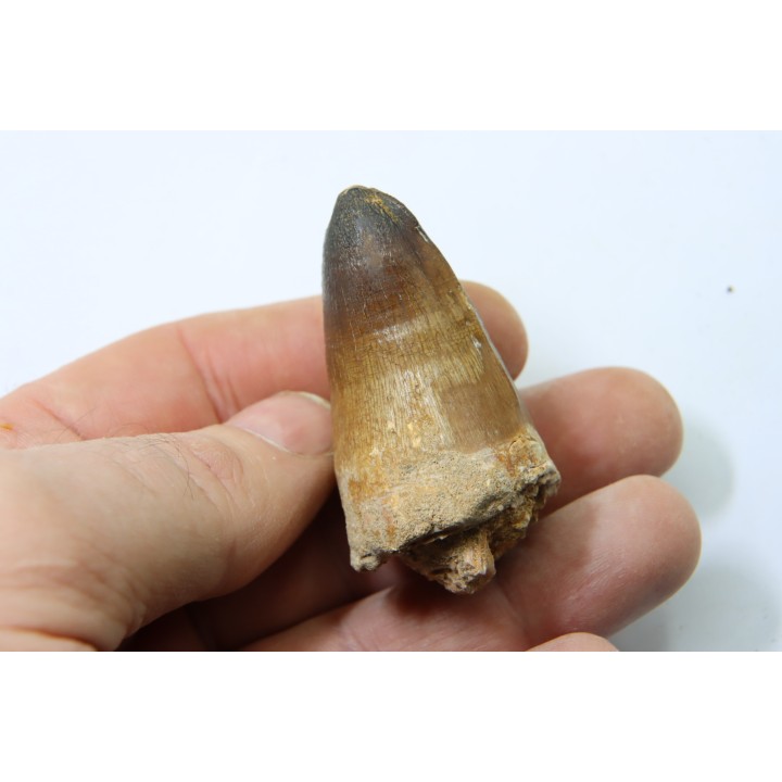 MOSASAURE tooth // Prognathodon Curii //Maestrichtian // Oued Zem - Morocco