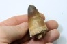 MOSASAURE tooth // Prognathodon Curii //Maestrichtian // Oued Zem - Morocco