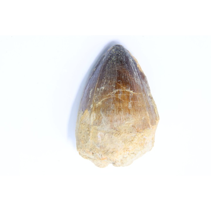 MOSASAURE tooth // Prognathodon Curii //Maestrichtian // Oued Zem - Morocco