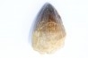 MOSASAURE tooth // Prognathodon Curii //Maestrichtian // Oued Zem - Morocco