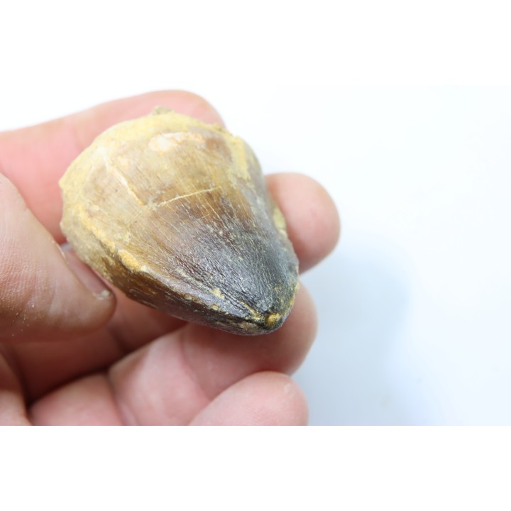 MOSASAURE tooth // Prognathodon Curii //Maestrichtian // Oued Zem - Morocco