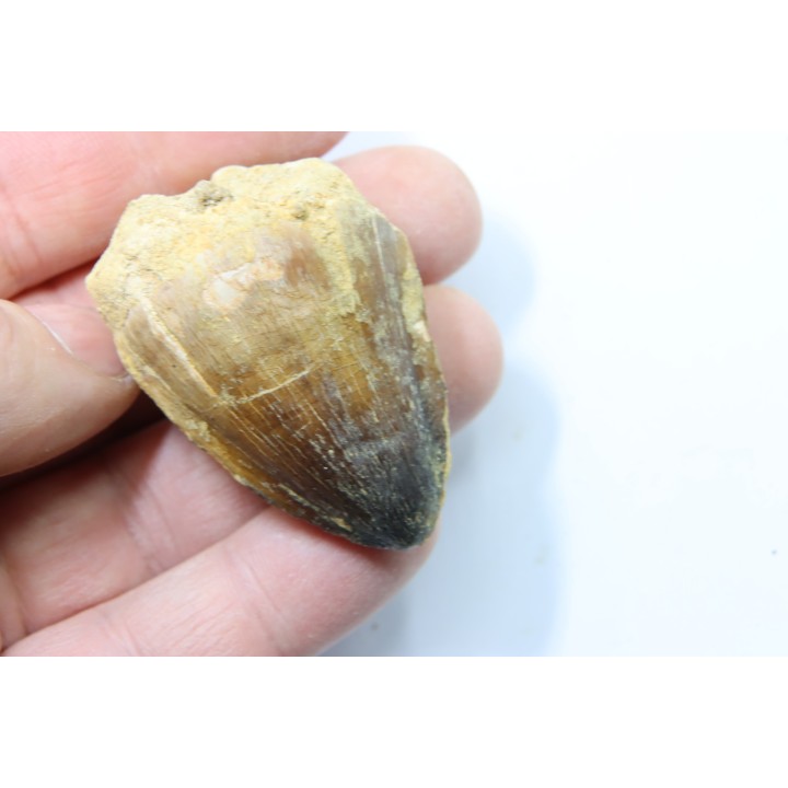 DENT DE MOSASAURE - Prognathodon Curii - Maestrichtien - Oued Zem, Maroc