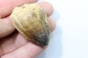 DENT DE MOSASAURE - Prognathodon Curii - Maestrichtien - Oued Zem, Maroc